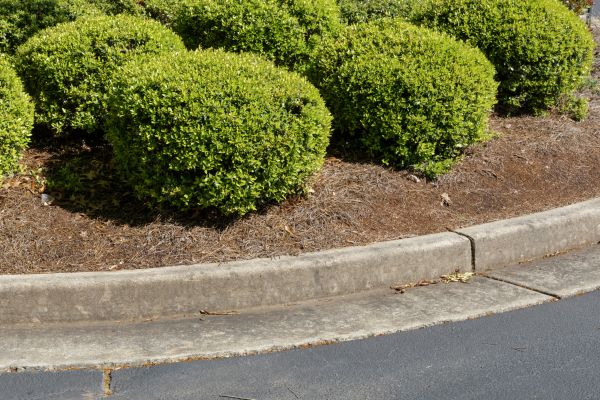 Pine Mulch Installation in Bethesda