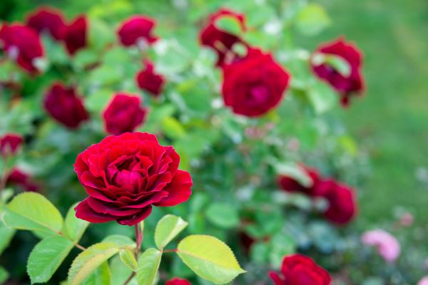 Rose Planting in Bethesda