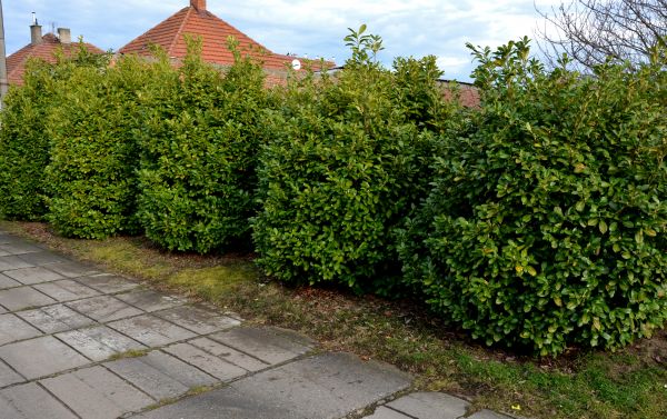 Privacy Shrub Installation in Bethesda