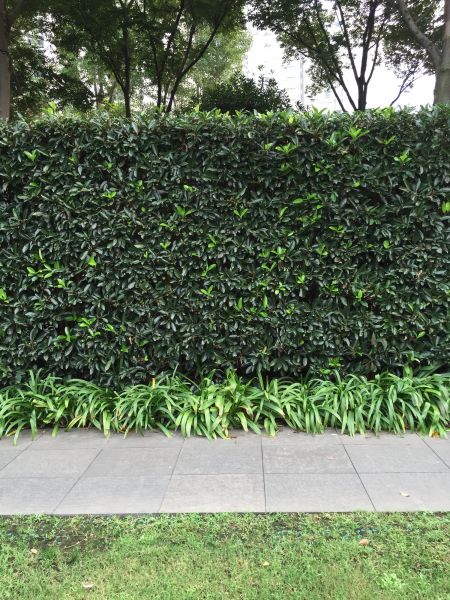 Privacy Shrub Planting in Bethesda