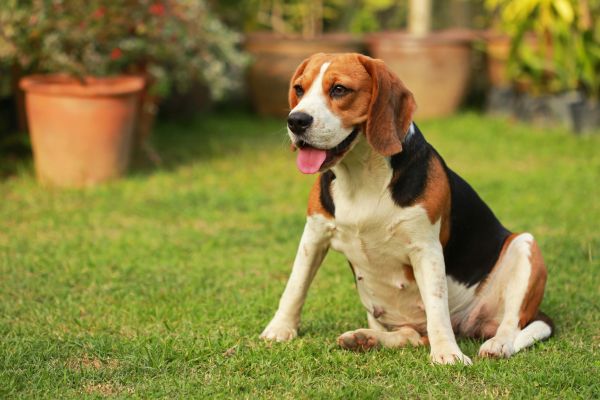 Dog Friendly Landscaping in Bethesda