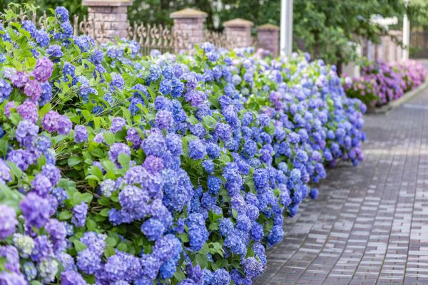 Hydrangea Landscaping in Bethesda