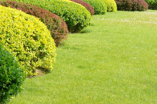 Shrubbery Planting in Bethesda