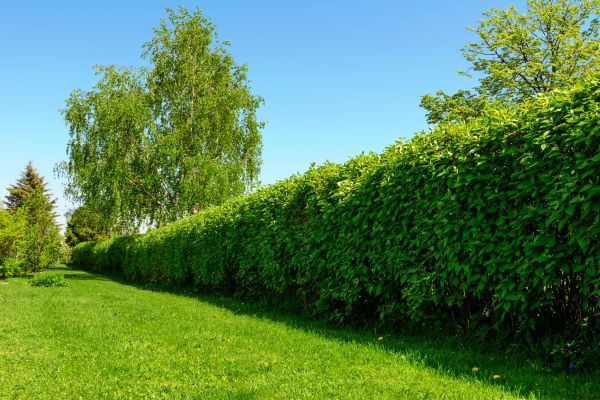 Hedge Replacement in Bethesda