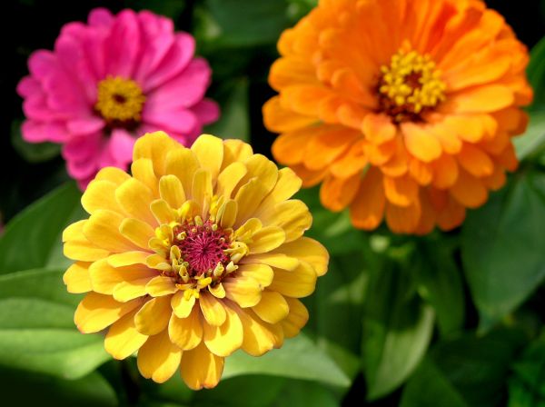Zinnia Planting in Bethesda