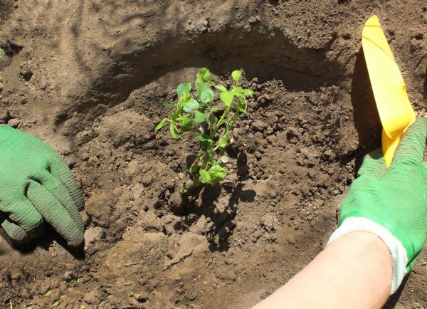 Rose Bush Planting in Bethesda