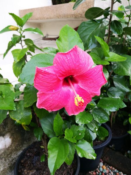 Hibiscus Planting in Bethesda