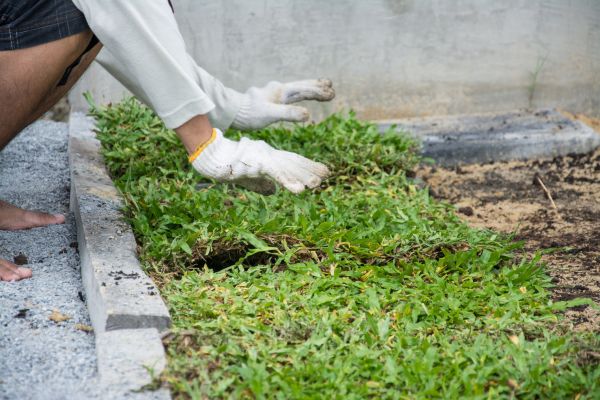 Ground Cover Planting in Bethesda