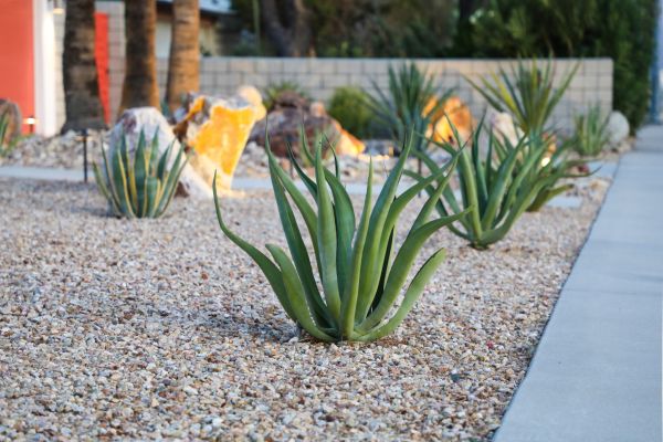 Drought Resistant Landscaping in Bethesda