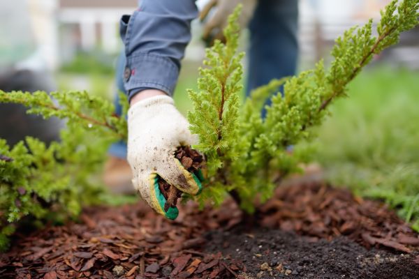Church Mulching in Bethesda