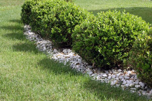 Boxwood Planting in Bethesda