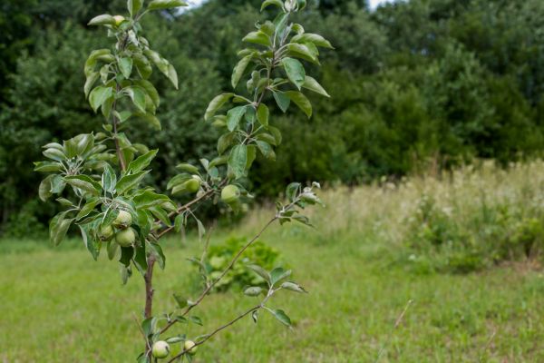 Apple Tree Planting in Bethesda