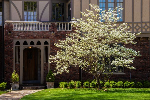 Dogwood Tree Planting in Bethesda